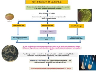 (d). Detection of S.aureus
Pre-heat &inoculate 100ml of fluid soyabean casein digest medium with a quantity
of the 1gm(or as specified in monograph) test sample

Mix& incubate 37C0/48hrs
Examine the medium for growth, if growth is present, streak on the
surface of following medium

Vogel-Johnson agar

Mannitol-salt agar

Baired-Parker agar

incubate at 37C0/24hrs

Black colonies surrounded by
yellow zones

Yellow colonies with yellow
zones

Black shiny colonies
surrounded by clear zones

If none of colonies have the characteristics given as above for the media used that indicates absence
of S.aureus. If growth occurs and colony shows the above specific charecteristics, carry out coagulase
test.
Transfer representative colonies from the agar surface into a test tube containing 0.5 ml of
mammalian, preferably rabbit or horse plasma with or with out additives.

Incubate in water broth at 37C0 and examining the tubes at 3 hrs
and subsequently at suitable intervals up to 24 hrs.

If no coagulation is observed that indicates absence of S. aureus

 