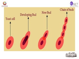 Mycological Loop Basic Mycology | PPTX