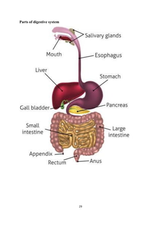 29
Parts of digestive system
 
