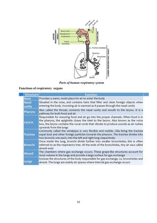 32
Parts of human respiratory system
Functions of respiratory organs
 