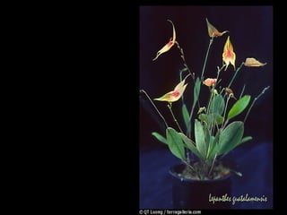 緣實在是很奇妙的東西，它可以讓相距數千公里外的人在同一處相遇，這是你我無法想像的到的，但它就是這樣，可是若沒在適當時機好好把握，也許今生就再也沒機會了。   