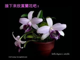 接下來欣賞蘭花吧 ! 