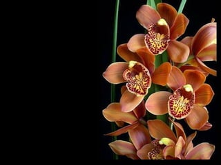 走過酸甜苦辣的日子，在我的人生留下許多燦爛的足跡。   