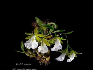 第三 、 生活大師型且 詭計多端的智多星。 