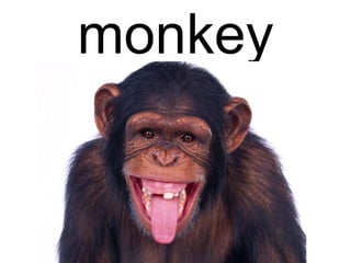 monkey

 