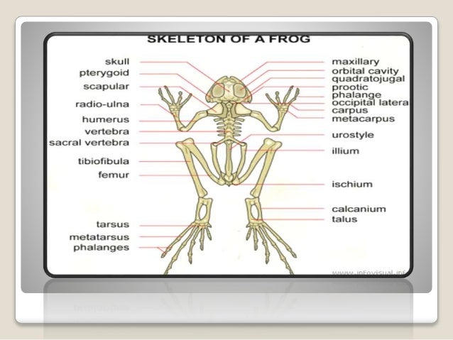 skeleton system of frog skeleton system of frog