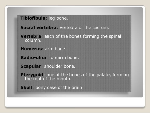 Skeletal System of frog