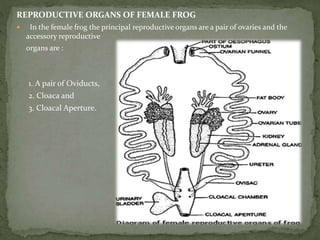 REPRODUCTIVE ORGANS OF FEMALE FROG
 In the female frog the principal reproductive organs are a pair of ovaries and the
accessory reproductive
organs are :
1. A pair of Oviducts,
2. Cloaca and
3. Cloacal Aperture.
 