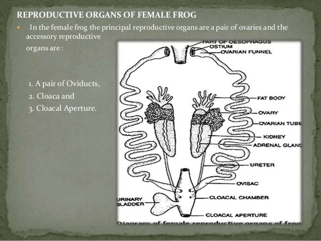 Reproductive system of frog