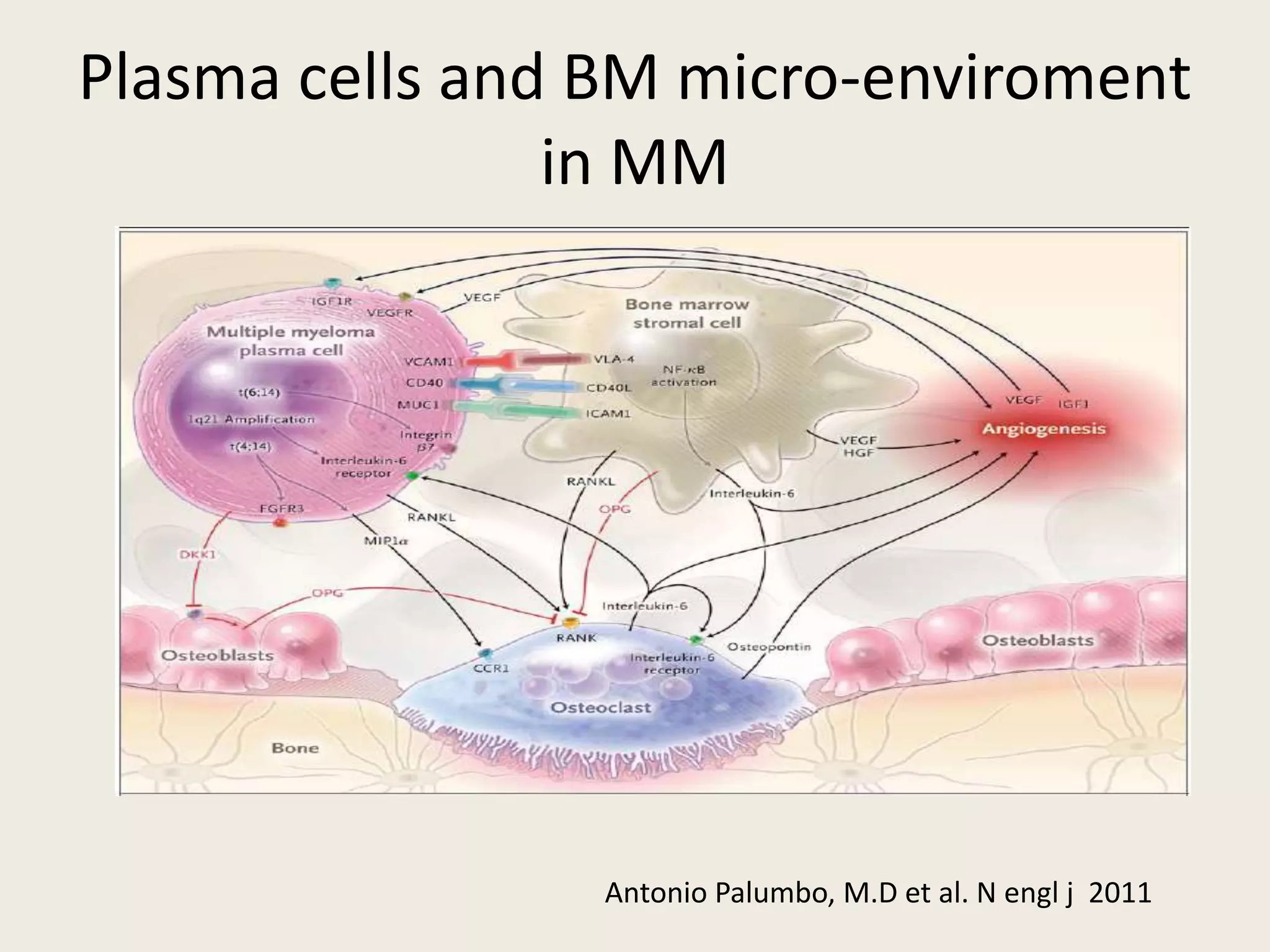 Plasma cells and BM micro-enviroment
in MM
Antonio Palumbo, M.D et al. N engl j 2011
 