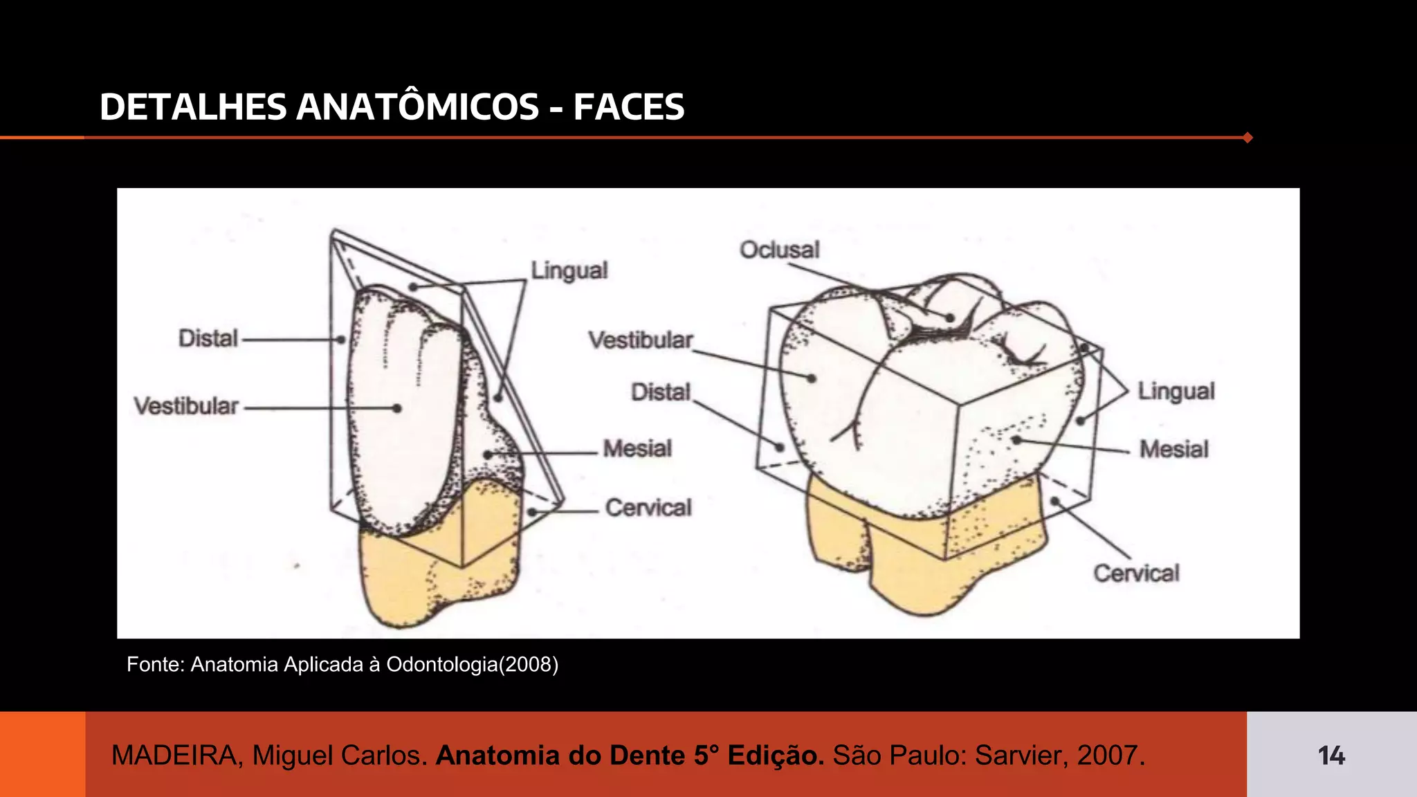 introdu-o-anatomia-dent-ria-e-anatomia-dos-dentes-anteriores-pdf