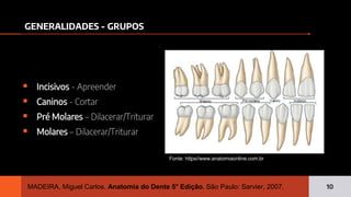 Introdução à Anatomia Dentária e Anatomia dos Dentes Anteriores. | PDF
