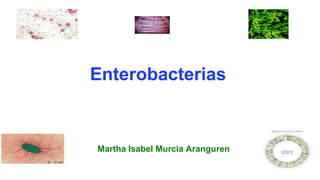 Enterobacterias
Martha Isabel Murcia Aranguren
 