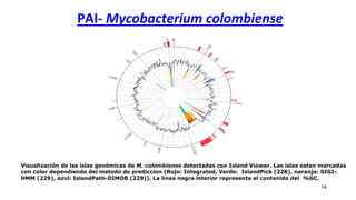 PAI- Mycobacterium colombiense
14
Visualización de las islas genómicas de M. colombiense detectadas con Island Viewer. Las islas estan marcadas
con color dependiendo del metodo de prediccion (Rojo: Integrated, Verde: IslandPick (228), naranja: SIGI-
HMM (229), azul: IslandPath-DIMOB (229)). La linea negra interior representa el contenido del %GC.
 