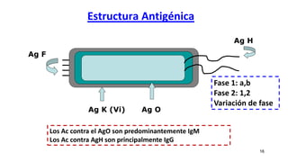 Estructura Antigénica
16
Ag H
Ag F
Ag O
Ag K (Vi)
Los Ac contra el AgO son predominantemente IgM
Los Ac contra AgH son principalmente IgG
Fase 1: a,b
Fase 2: 1,2
Variación de fase
 