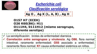 Escherichia coli
Clasificación serológica
18
O157 H7 (ECEH)
O26 K60(B6): H11
O111H4, 0111H12 (mismo serogrupo,
diferente serotipo)
Ag O , Ag K (L, A, B) , Ag H
 La serotipificación: brotes de enfermedad diarreica.
 Correlación entre serogrupos y virulencia. Ag O86, flora normal
intestinal, raramente enfermedad; O55 asociado a enfermedad,
raramente flora normal; K1 causa enfermedad sistémica en niños.
 