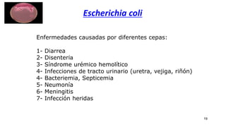 Escherichia coli
Enfermedades causadas por diferentes cepas:
1- Diarrea
2- Disentería
3- Síndrome urémico hemolítico
4- Infecciones de tracto urinario (uretra, vejiga, riñón)
4- Bacteriemia, Septicemia
5- Neumonía
6- Meningitis
7- Infección heridas
19
 