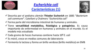 Escherichia coli
Carácterísticas (1)
 Descrita por el pediatra alemán Thiodor Escherich en 1885 “Bacterium
coli commune”. Catellani y Chalmers “Escherichia coli”
 Forma parte del microbioma intestinal de humanos y animales.
 Tiene versatilidad metabólica, fisiológica y patogénica. Es causa
importante de enfermedad en humanos y animales en el mundo. Es el
modelo más estudiado
 Cada gramo de heces humanas contiene hasta 108 E. coli
 Es móvil, crece en medios comunes de laboratorio
 Fermenta la lactosa y forma un brillo verdoso (brillo metálico) en EMB
20
 