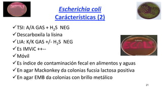 Escherichia coli
Carácterísticas (2)
TSI: A/A GAS + H2S NEG
Descarboxila la lisina
LIA: K/K GAS +/- H2S NEG
Es IMViC ++--
Móvil
Es índice de contaminación fecal en alimentos y aguas
En agar Mackonkey da colonias fucsia lactosa positiva
En agar EMB da colonias con brillo metálico
21
 