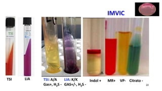 IMVIC
22
Indol + MR+ VP- Citrato -
TSI: A/A
Gas+, H2S -
LIA: K/K
GAS+/-, H2S -
TSI LIA
 