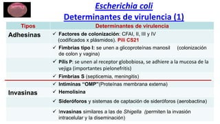 Escherichia coli
Determinantes de virulencia (1)
24
Tipos Determinantes de virulencia
Adhesinas  Factores de colonización: CFAI, II, III y IV
(codificados x plásmidos). Pili CS21
 Fimbrias tipo I: se unen a glicoproteínas manosil (colonización
de colon y vagina)
 Pilis P: se unen al receptor globobiosa, se adhiere a la mucosa de la
vejiga (importantes pielonefritis)
 Fimbrias S (septicemia, meningitis)
 Intiminas “OMP”(Proteínas membrana externa)
Invasinas  Hemolisina
 Sideróforos y sistemas de captación de sideróforos (aerobactina)
 Invasinas similares a las de Shigella (permiten la invasión
intracelular y la diseminación)
 