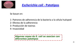 Escherichia coli - Patotipos
26
Se basan en:
1- Patrones de adherencia de la bacteria a la célula huésped
2- Efectos de la adherencia
3- Producción de toxinas
4- Invasividad
Algunas cepas de E. coli se asocian con
diferentes patotipos
 