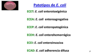 Patotipos de E. coli
27
ECET: E. coli enterotoxigénica
ECEA: E. coli enteroagregativa
ECEP: E. coli enteropatogénica
ECEH: E. coli enterohemorrágica
ECEI: E. coli enteroinvasiva
ECAD: E. coli adherencia difusa
 