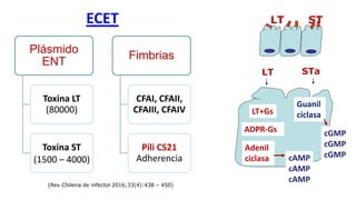 LT STa
LT+Gs
ADPR-Gs
Adenil
ciclasa
Guanil
ciclasa
cAMP
cAMP
cAMP
cGMP
cGMP
cGMP
Plásmido
ENT
Toxina LT
(80000)
Toxina ST
(1500 – 4000)
Fimbrias
CFAI, CFAII,
CFAIII, CFAIV
Pili CS21
Adherencia
LT ST
ECET
(Rev Chilena de infectol 2016;33(4):438 – 450)
 