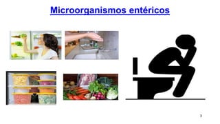Microorganismos entéricos
3
 