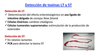 Detección de toxinas LT y ST
31
Detección de LT:
 Determinación del efecto enterotoxigénico en asa ligada de
intestino delgado de conejos New Zeland
Células Ováricas: cambios citológicos
Células tumorales suprarrenales: estimulación de la producción de
esteroides
Detección de ST:
En ratones lactantes
PCR para detectar la toxina ST
 