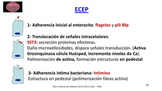 ECEP
35
1- Adherencia inicial al enterocito: flagelos y pili Bfp
2- Translocación de señales intracelulares:
SST3: secreción proteínas efectoras.
Daño microvellosidades, dispara señales transducción. (Activa
tirosinquinasa célula Huésped, Incremento niveles de Ca).
Polimerización de actina, formación estructuras en pedestal
3- Adherencia íntima bacteriana: Intimina
Estructura en pedestal (polimerización fibras actina)
(Rev Chilena de infectol 2016;33(4):438 – 450)
 