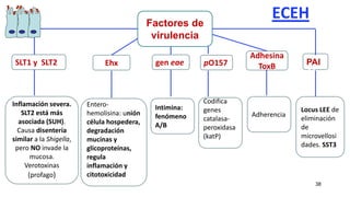 ECEH
38
“
SLT1 y SLT2
“P
PAI
AI
“
Ehx
“
gen eae
Adhesina
ToxB
“
pO157
Inflamación severa.
SLT2 está más
asociada (SUH).
Causa disentería
similar a la Shigella,
pero NO invade la
mucosa.
Verotoxinas
(profago)
Factores de
virulencia
Entero-
hemolisina: unión
célula hospedera,
degradación
mucinas y
glicoproteínas,
regula
inflamación y
citotoxicidad
Intimina:
fenómeno
A/B
Codifica
genes
catalasa-
peroxidasa
(katP)
Adherencia
Locus LEE de
eliminación
de
microvellosi
dades. SST3
 