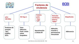 41
ECEI
Proteínas de
invasión
“Ipa”.
Codifica
SST3.
Lleva
Adhesina
FimH. Unión
célula
hospedera
Aproximación
a células M
Adhesión,
invasión y
permanencia
intracelular
Adherencia
pInv
140 Mda
Pili Tipo 1
Fimbria
polar
larga
“LPF”
Vesículas
membrana
Externa
“OMV”
Biopelículas
Factores de
virulencia
(Rev Chilena de infectol 2016;33(4):438 – 450)
 