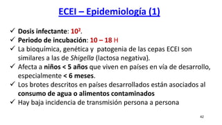 ECEI – Epidemiología (1)
42
 Dosis infectante: 102.
 Periodo de incubación: 10 – 18 H
 La bioquímica, genética y patogenia de las cepas ECEI son
similares a las de Shigella (lactosa negativa).
 Afecta a niños < 5 años que viven en países en vía de desarrollo,
especialmente < 6 meses.
 Los brotes descritos en países desarrollados están asociados al
consumo de agua o alimentos contaminados
 Hay baja incidencia de transmisión persona a persona
 