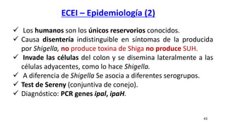 ECEI – Epidemiología (2)
 Los humanos son los únicos reservorios conocidos.
 Causa disentería indistinguible en síntomas de la producida
por Shigella, no produce toxina de Shiga no produce SUH.
 Invade las células del colon y se disemina lateralmente a las
células adyacentes, como lo hace Shigella.
 A diferencia de Shigella Se asocia a diferentes serogrupos.
 Test de Sereny (conjuntiva de conejo).
 Diagnóstico: PCR genes ipal, ipaH.
43
 