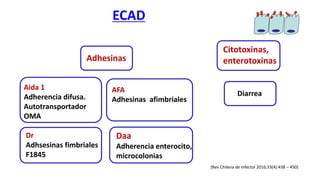 ECAD
Adhesinas
v
Aida 1
Adherencia difusa.
Autotransportador
OMA
AFA
Adhesinas afimbriales
Dr
Adhsesinas fimbriales
F1845
Daa
Adherencia enterocito,
microcolonias
Citotoxinas,
enterotoxinas
Diarrea
(Rev Chilena de infectol 2016;33(4):438 – 450)
 