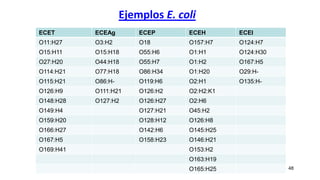 Ejemplos E. coli
48
ECET ECEAg ECEP ECEH ECEI
O11:H27 O3:H2 O18 O157:H7 O124:H7
O15:H11 O15:H18 O55:H6 O1:H1 O124:H30
O27:H20 O44:H18 O55:H7 O1:H2 O167:H5
O114:H21 O77:H18 O86:H34 O1:H20 O29:H-
O115:H21 O86:H- O119:H6 O2:H1 O135:H-
O126:H9 O111:H21 O126:H2 O2:H2:K1
O148:H28 O127:H2 O126:H27 O2:H6
O149:H4 O127:H21 O45:H2
O159:H20 O128:H12 O126:H8
O166:H27 O142:H6 O145:H25
O167:H5 O158:H23 O146:H21
O169:H41 O153:H2
O163:H19
O165:H25
 
