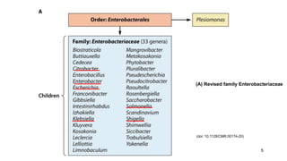 5
(doi: 10.1128/CMR.00174-20)
(A) Revised family Enterobacteriaceae
 