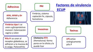 Adhesinas
v
Fimbrias tipo I: se
unen a glicoproteínas
manosil. Colonización
vagina y colon
Pilis P: se unen al
receptor globobiosa, se
adhieren a la mucosa de
la vejiga. Pielonefritis
AFAI, AFAIII y Dr
Adherencia
Toxinas
PAI
Fimbrias, sistema
captación Fe, cápsula,
hemolisina
Invasinas
v
Citotoxina RTX
(Hemolisina): forma
poros en la célula y la
puede lisar
LPS actúa
sinérgicamente
pilis P
Factores de virulencia
ECUP
 