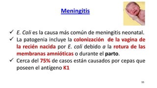 Meningitis
55
 E. Coli es la causa más común de meningitis neonatal.
 La patogenia incluye la colonización de la vagina de
la recién nacida por E. coli debido a la rotura de las
membranas amnióticas o durante el parto.
 Cerca del 75% de casos están causados por cepas que
poseen el antígeno K1
 