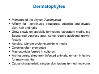 Dermatophytes
▪ Members of the phylum Ascomycota
▪ Affinity for keratinized structures; colonize and invade
skin, hair and nails
▪ Grow slowly on specially formulated laboratory media, e.g
Sabouraud dextrose agar; some require additional growth
factors
▪ Aerobic, tolerate cyclohexamide in media
▪ Colonies often pigmented
▪ Macroconidia formed in cultures
▪ Arthrospores, shed from infected animals, remain infective
for many months
▪ Cause characteristic circular skin lesions termed ringworm
 