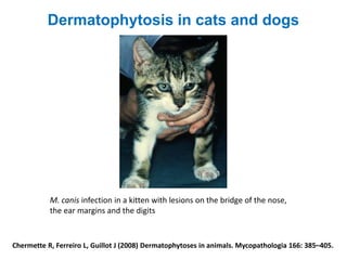 Chermette R, Ferreiro L, Guillot J (2008) Dermatophytoses in animals. Mycopathologia 166: 385–405.
Dermatophytosis in cats and dogs
M. canis infection in a kitten with lesions on the bridge of the nose,
the ear margins and the digits
 