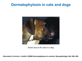 Chermette R, Ferreiro L, Guillot J (2008) Dermatophytoses in animals. Mycopathologia 166: 385–405.
Kerion due to M. canis in a dog
Dermatophytosis in cats and dogs
 