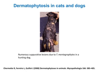 Chermette R, Ferreiro L, Guillot J (2008) Dermatophytoses in animals. Mycopathologia 166: 385–405.
Numerous suppurative lesions due to T. mentagrophytes in a
hunting dog.
Dermatophytosis in cats and dogs
 