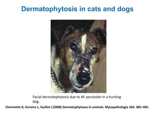 Chermette R, Ferreiro L, Guillot J (2008) Dermatophytoses in animals. Mycopathologia 166: 385–405.
Facial dermatophytosis due to M. persicolor in a hunting
dog.
Dermatophytosis in cats and dogs
 