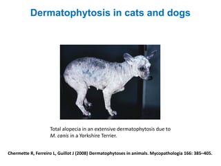 Chermette R, Ferreiro L, Guillot J (2008) Dermatophytoses in animals. Mycopathologia 166: 385–405.
Total alopecia in an extensive dermatophytosis due to
M. canis in a Yorkshire Terrier.
Dermatophytosis in cats and dogs
 