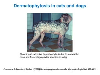 Chermette R, Ferreiro L, Guillot J (2008) Dermatophytoses in animals. Mycopathologia 166: 385–405.
Chronic and extensive dermatophytosis due to a mixed M.
canis and T. mentagrophytes infection in a dog
Dermatophytosis in cats and dogs
 