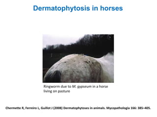 Chermette R, Ferreiro L, Guillot J (2008) Dermatophytoses in animals. Mycopathologia 166: 385–405.
Dermatophytosis in horses
Ringworm due to M. gypseum in a horse
living on pasture
 