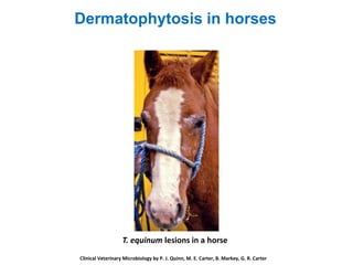 T. equinum lesions in a horse
Clinical Veterinary Microbiology by P. J. Quinn, M. E. Carter, B. Markey, G. R. Carter
Dermatophytosis in horses
 