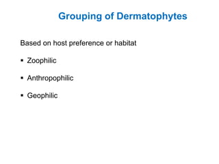 Grouping of Dermatophytes
Based on host preference or habitat
▪ Zoophilic
▪ Anthropophilic
▪ Geophilic
 